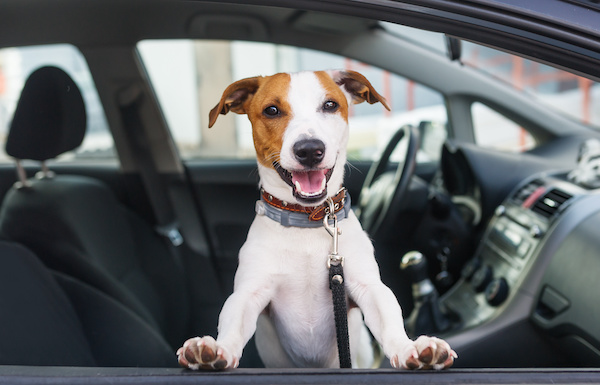 5 Easy Ways to Remove Pet Hair From Your Car